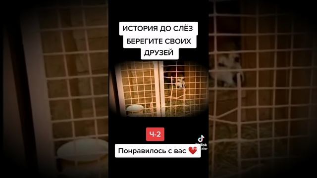 О тех, кому нет места в сердцах своих хозяев