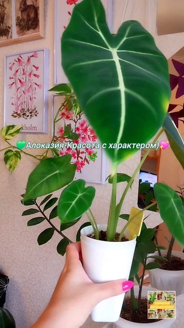 Алоказия-Красота с характером)💖🌿🫶