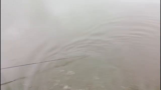 Светлые Горы Сом 19. 06.2025г.