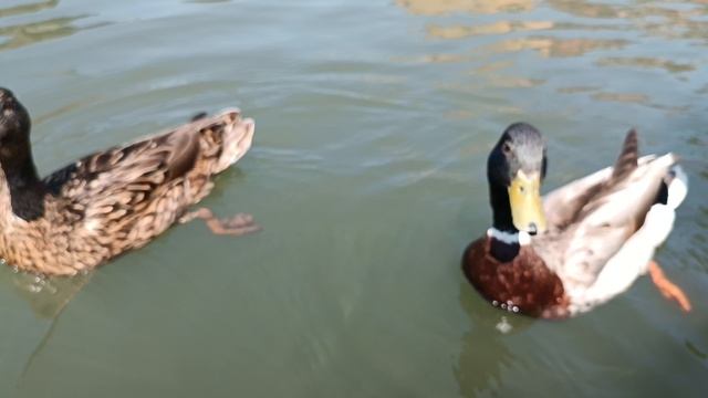 Утки на реке Кам, Кембридж (ducks on river Cam in Cambridge)