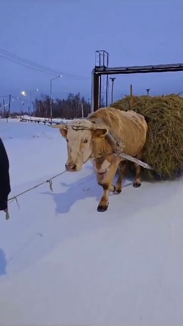 Когда трактора не на ходу, то бык всегда поможет вам - привезти сено, дрова, лед для питья.