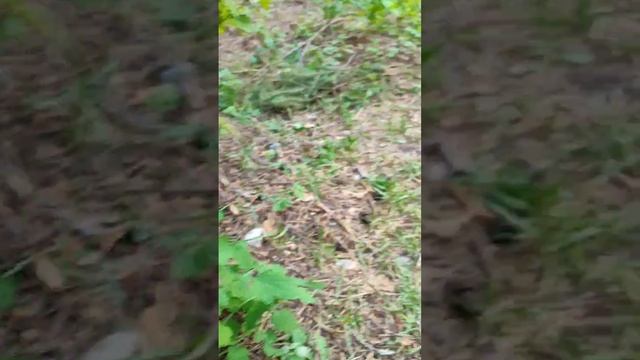 муравейник в парке уральских добровольцов