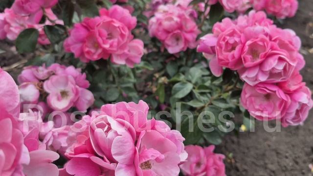 саженцы роз! японские, английские, немецкие сорта! rosebushes.ru