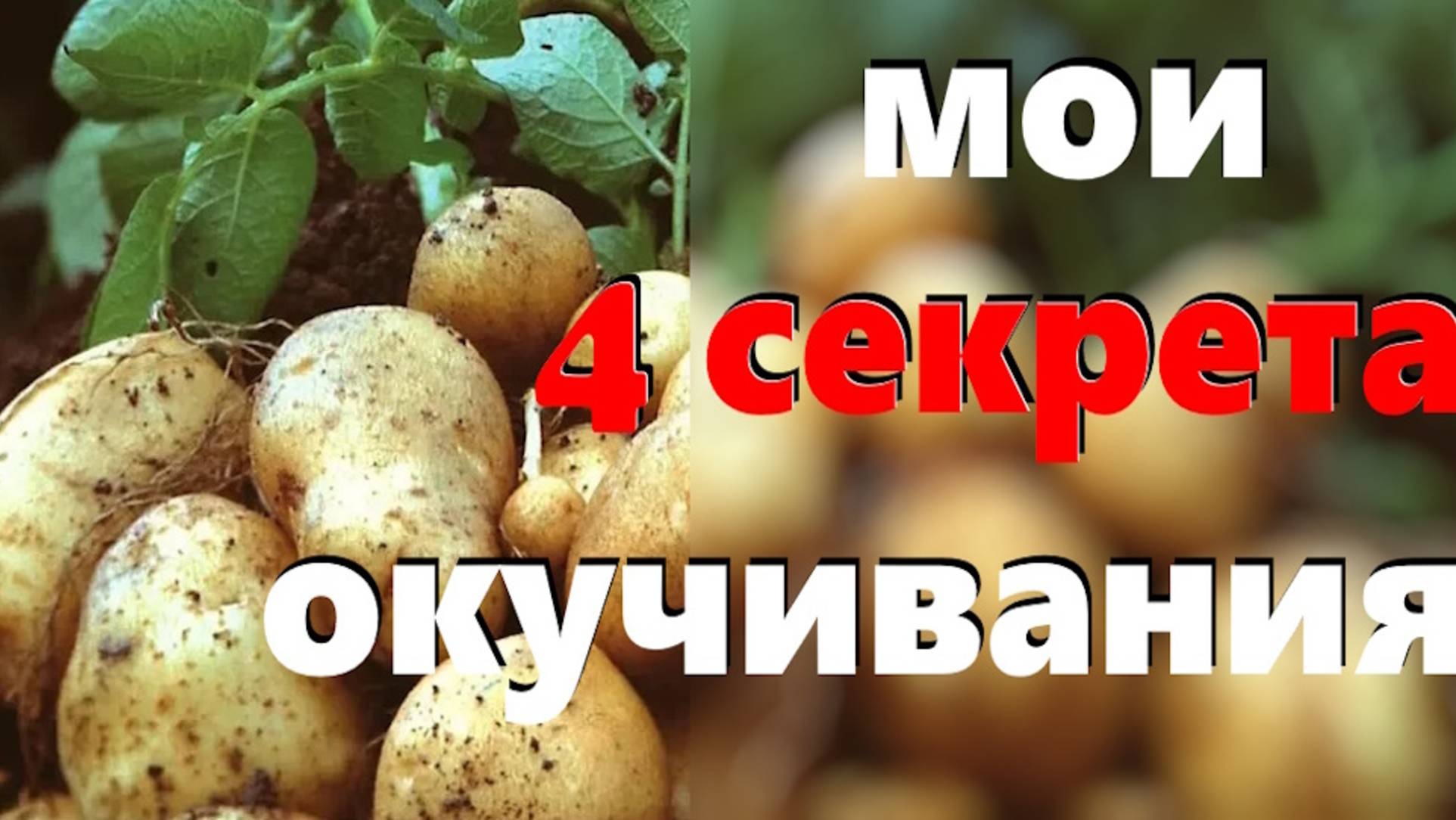 Достаточно 3 окучиваний! Когда и как правильно окучивать картошку, чтобы собрать ведро с куста