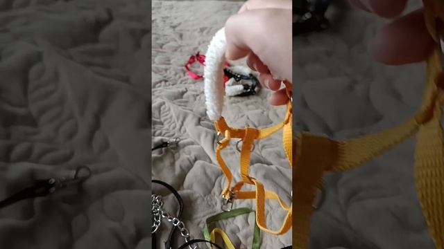 Первое видео, дайте познакомлю вас с пусями🤤
