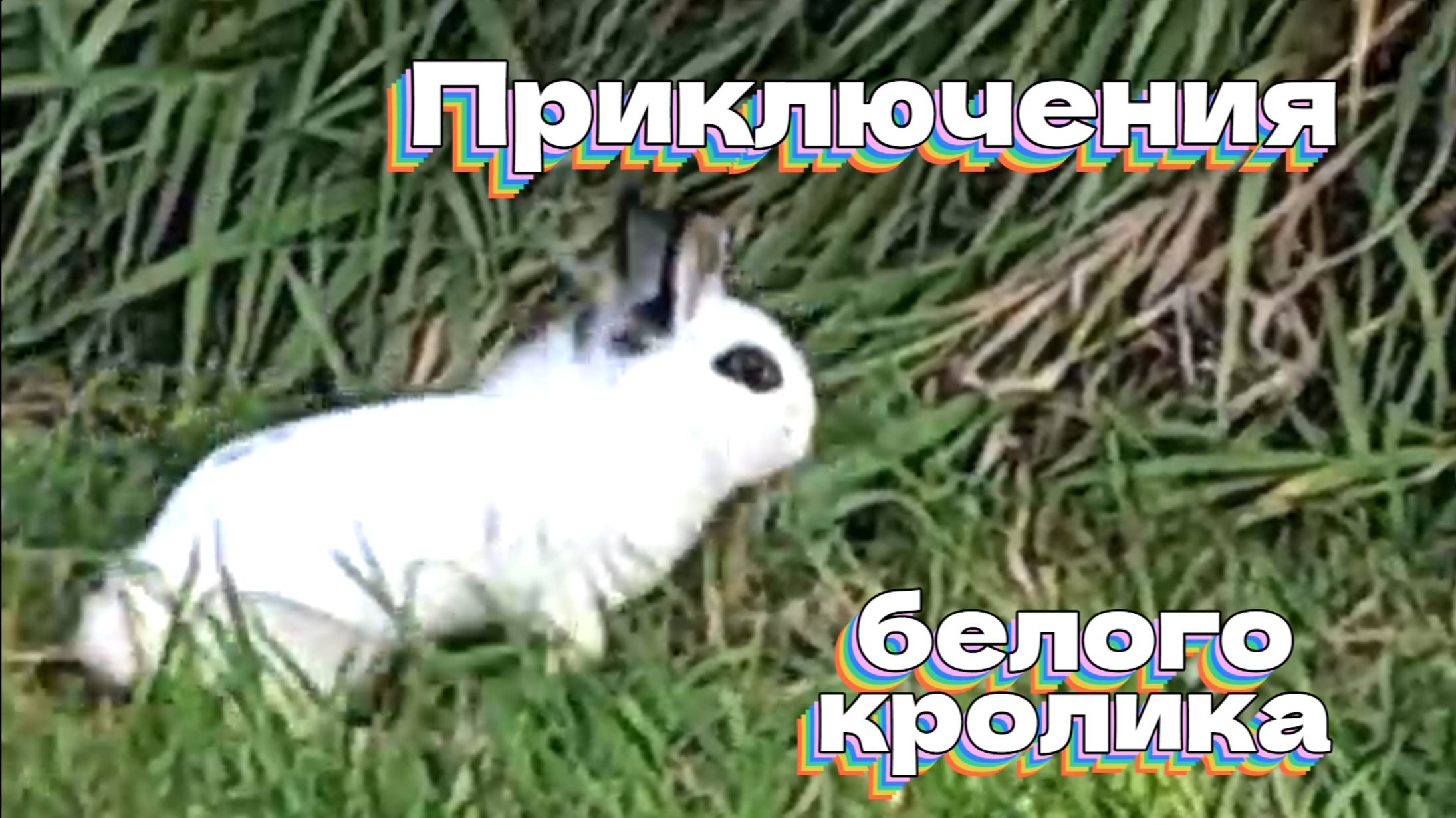 Приключения белого кролика