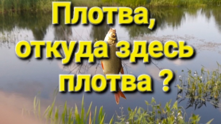 Плотва, откуда здесь плотва?
