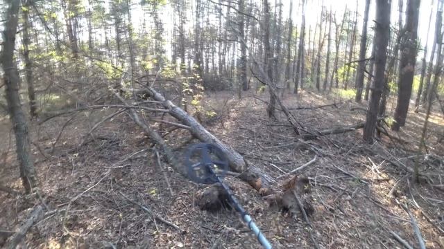 Там Даже деревья были намного старше. Рубль 1734