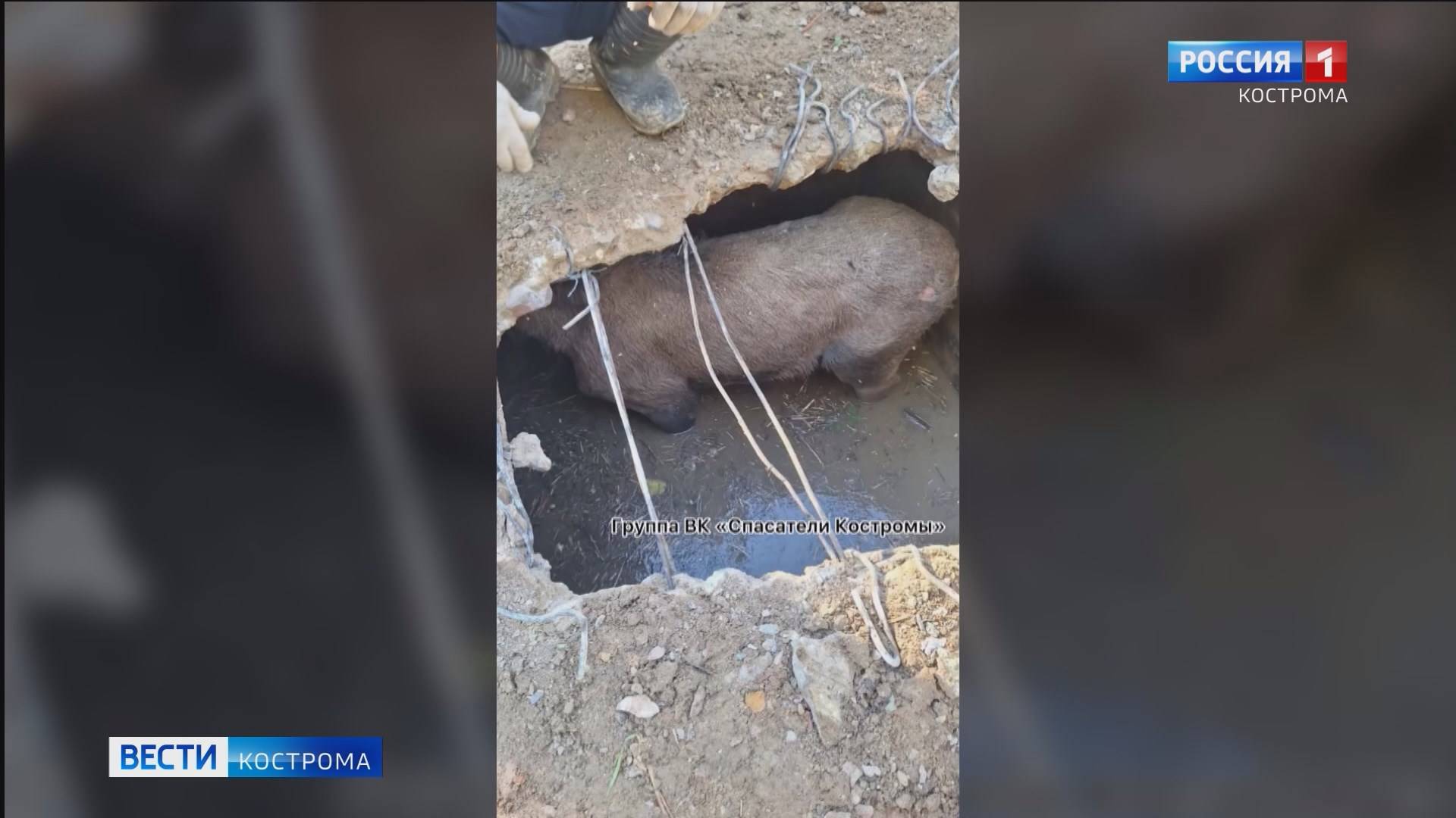 Галичские спасатели вызволили молодого лося из канализационного колодца