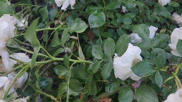 Розы 🌹 на клумбах в нашем ЖК