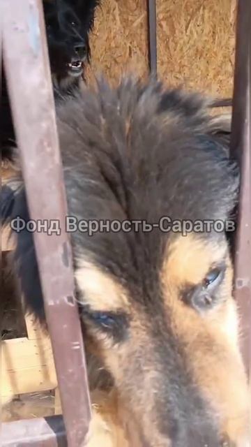Собакам нужен дом и помощь!
89270515105 Людмила Юрьевна 
#саратов #вдобрыерукисаратов #верностьсарат