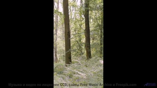Леса шепчут мелодию прямо в душу зрителя - Wide Open Spaces -- HoliznaCC0 -- Washed Up