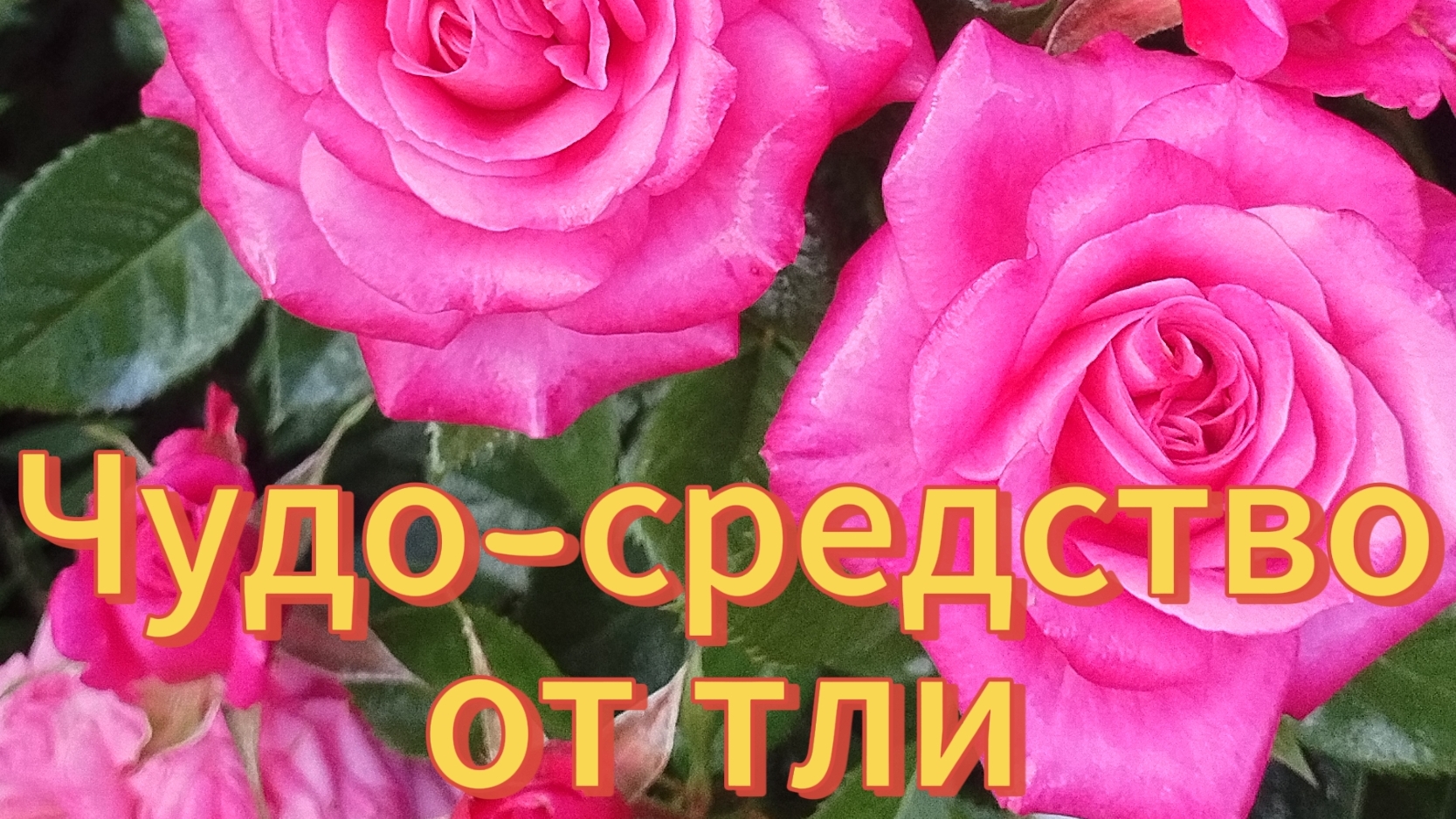 ЧУДО-средство от тли.РЕАЛЬНО работает!!!