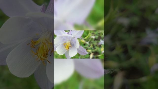 Лето в дендрарии Екатеринбург