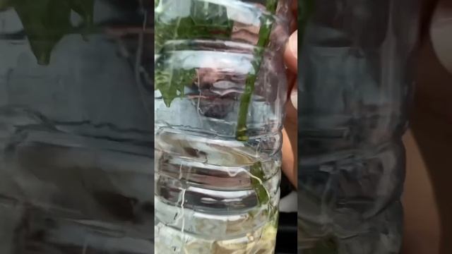 How to clone hydrangeas! creative explained