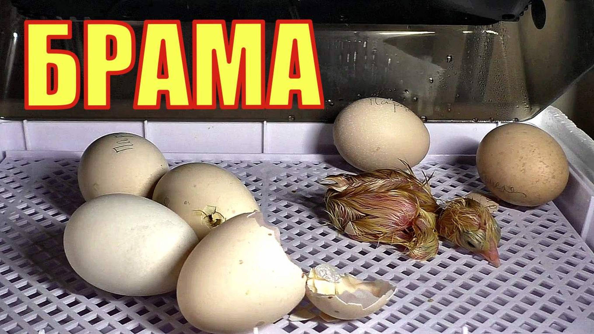 Инкубация куриных яиц