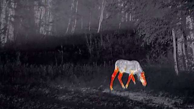 Ждал кабана, а вышел лось.