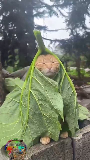 VID_20250619_191347_024.mp4