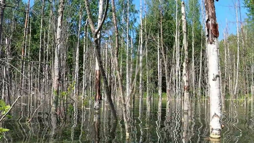 А под водой стоят деревья.