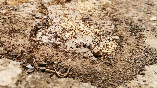 Муравьиеые яйца | колония