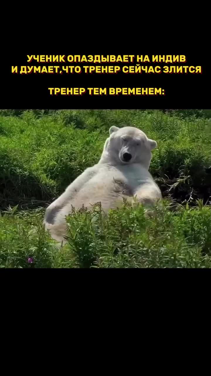 Белый медведь лежит в траве 🐻