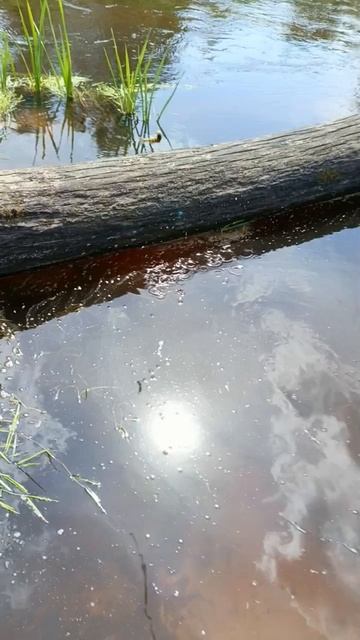 рыбалка на окуня с самодельной удочкой из палки.Наловил окуней на мелкой  речушке.
Рыбакам привет!