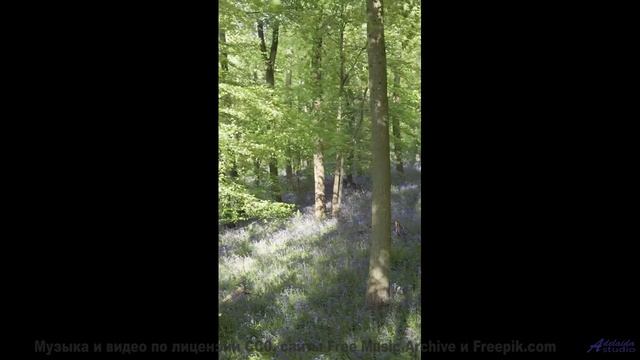 Сердце начинает биться чаще под этот саунд - Weeblewobble -- Podington Bear -- Said Lion To Lamb (Bo