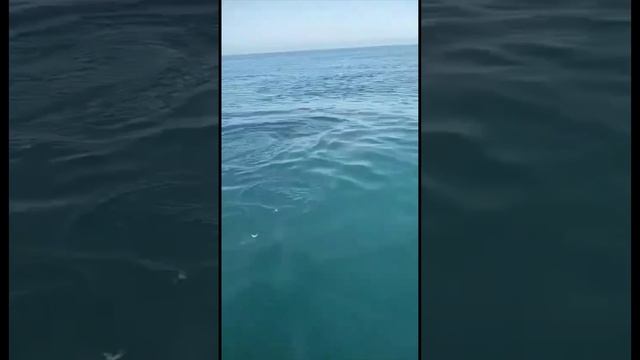 Кормим дельфинов с лодки, в море - Туапсе