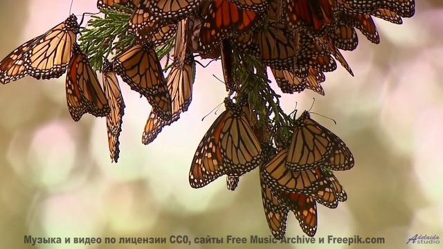 Этот клип докажет - Земля прекраснее любых слов - Slides -- Ketsa -- Growth