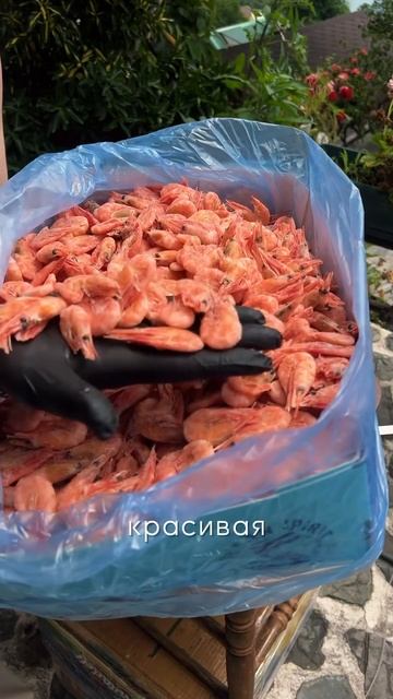 Северная креветка 2025г