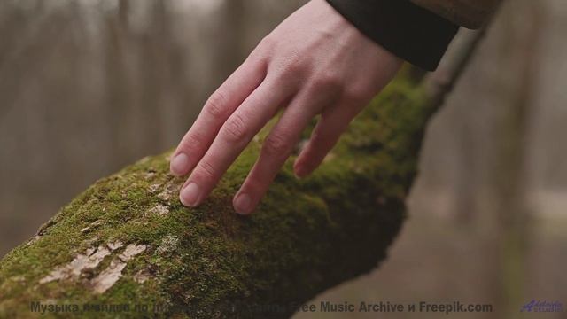 Лесные пейзажи качаются на нотах, как на волнах - Nocturne -- Podington Bear -- Haplessly Happy (Box