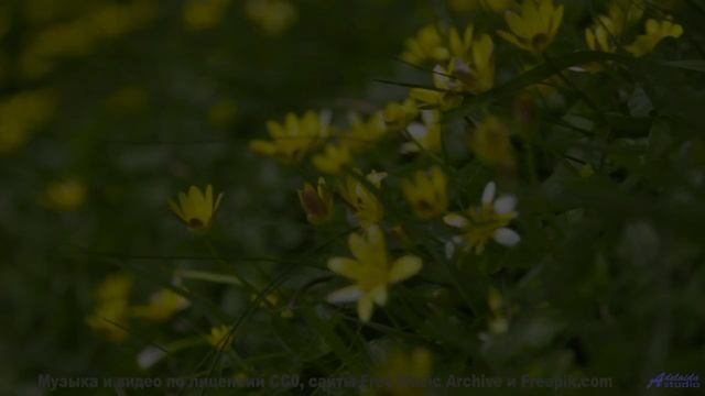 Песни для тех, кто измеряет расстояния не километрами, а эмоциями - Celebracio (XLIII) -- opo -- Est