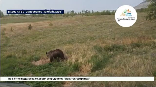 Электрозабор от медведей установили на кордоне Анютхэ в Байкало-Ленском заповеднике