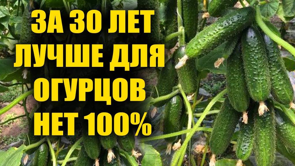 1 Ложка и Огурцы, томаты, перцы обильно заплоданосят