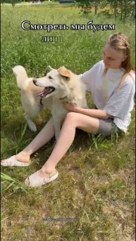 Мики в добрые руки