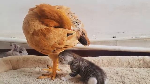 Курица, котята, кролик и кот - 2025 год