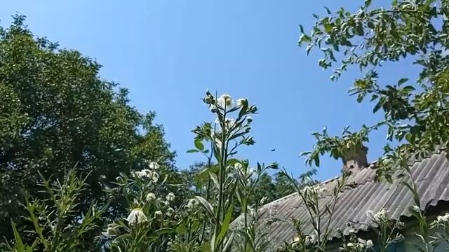 327 14.06.2022 76-й ВидеоРяд Мелколепестник однолетний + Марк Субботин VID_20220614_110737