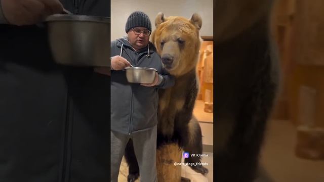 Эти забавные животные