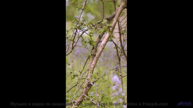 Ноты гладят душу так же мягко, как ветер траву - All The Way Sad -- HoliznaCC0 -- Lo-fi And Chill