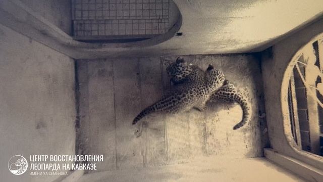 Котята из Центра восстановления леопарда в Сочи совершили первую попытку побега