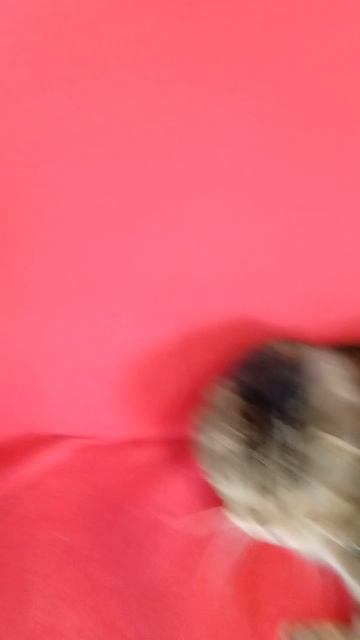 кошка #shorts (забыл какая часть)