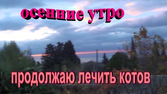 № 906 осенние утро  // продолжаю лечить котов
