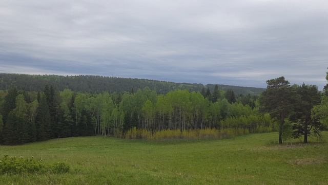 Звуки летнего леса