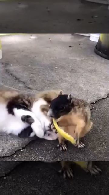 Котику захотелось нежностей,но кто - то занят едой 😻😘😋😉