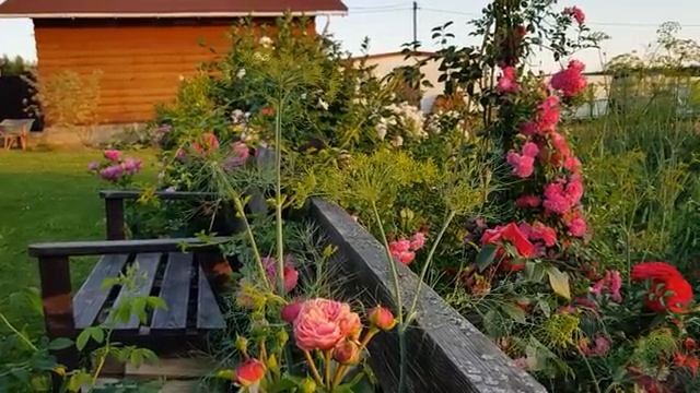 Обзор на дачные цветы часть (4)