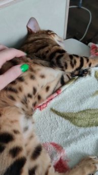 Очередь на тотальное поглаживание