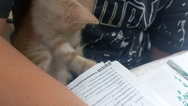 👀Персик грызёт гранит науки👀