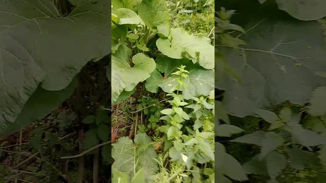 мини видос какие у нас джунгли в селе хах😅