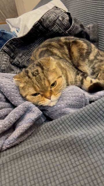 Милая шотландская вислоухая кошечка 🐱