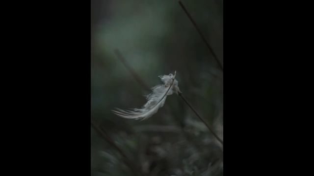 Blues Slow Blues (You have ravished my heart, my sister)